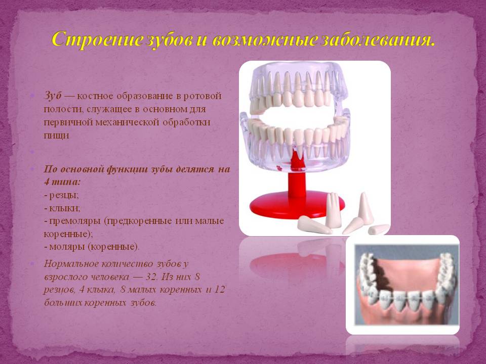 Строение зубов и возможные заболевания