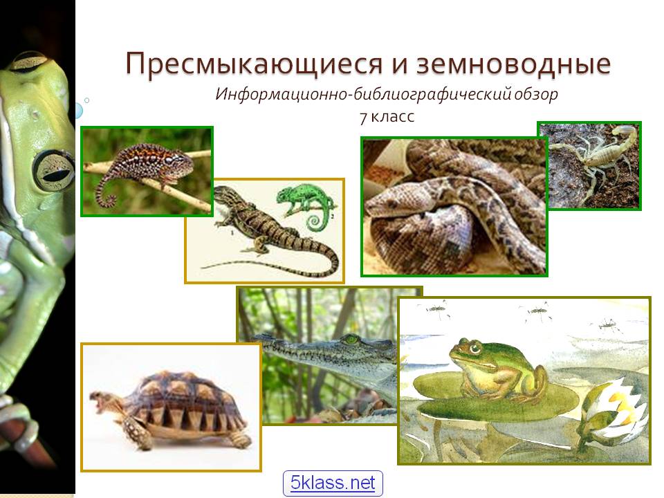 Пресмыкающиеся и земноводные