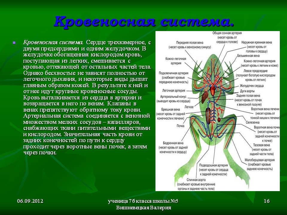 Кровеносная система