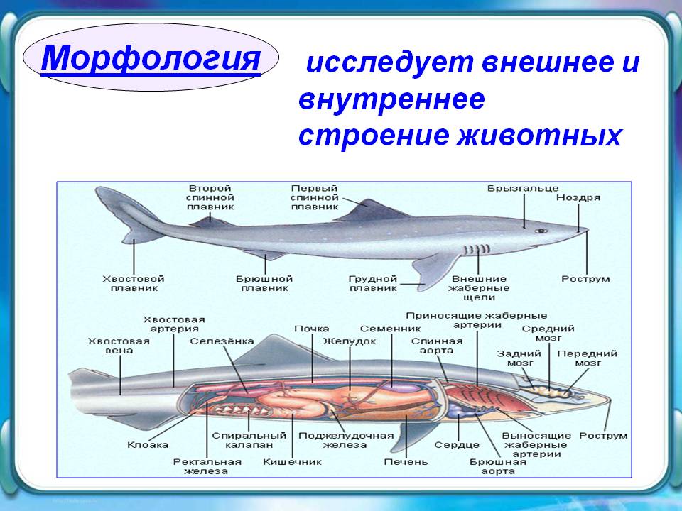 Морфология