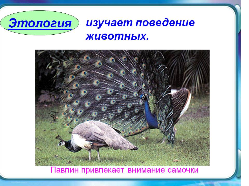 Этология
