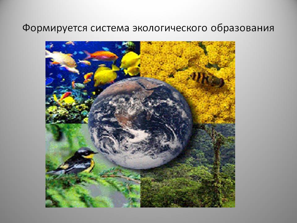 Формируется система экологического образования