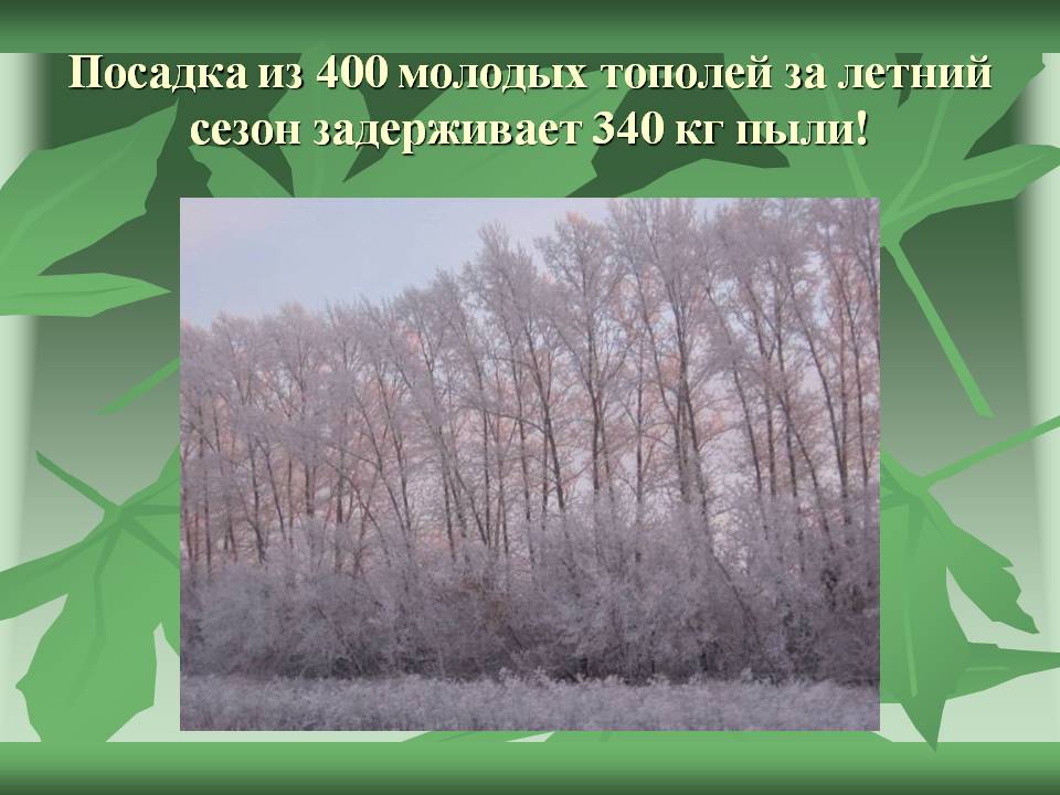 Посадка из 400 молодых тополей за летний сезон задерживает 340 кг пыли
