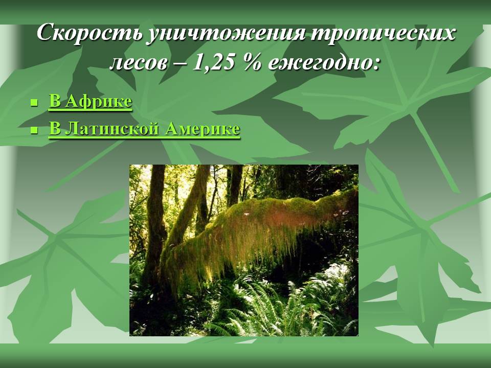 Скорость уничтожения тропических лесов – 1,25 % ежегодно: