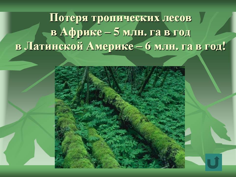 Потеря тропических лесов в Африке – 5 млн