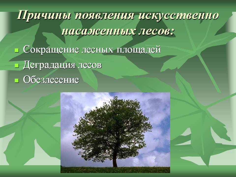Причины появления искусственно насаженных лесов: