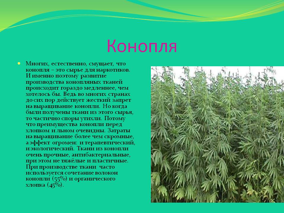Конопля