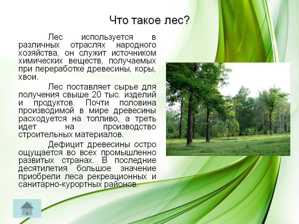 Что такое лес