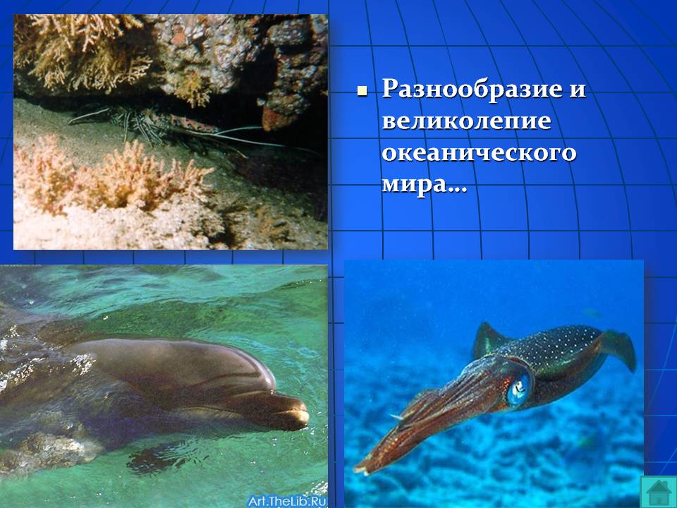 Великолепие океанического мира
