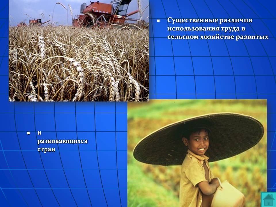 Различия использования труда в сельском хозяйстве