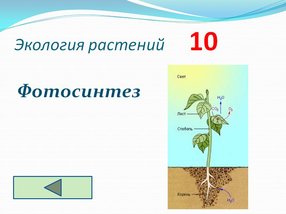 Фотосинтез