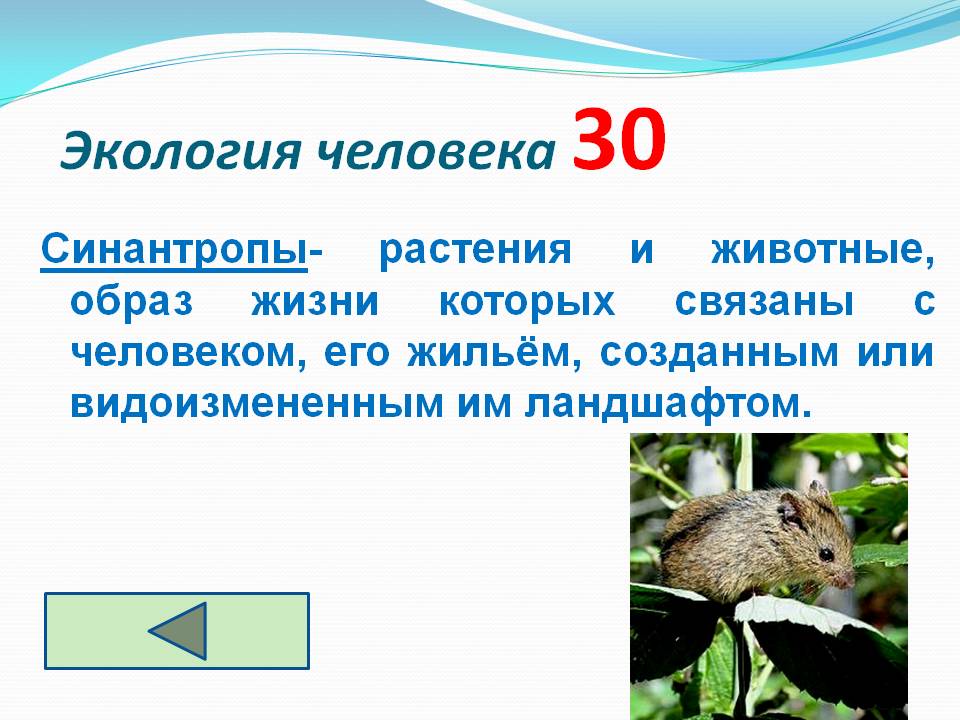 Синантропы- растения и животные, образ жизни которых связаны с человеком