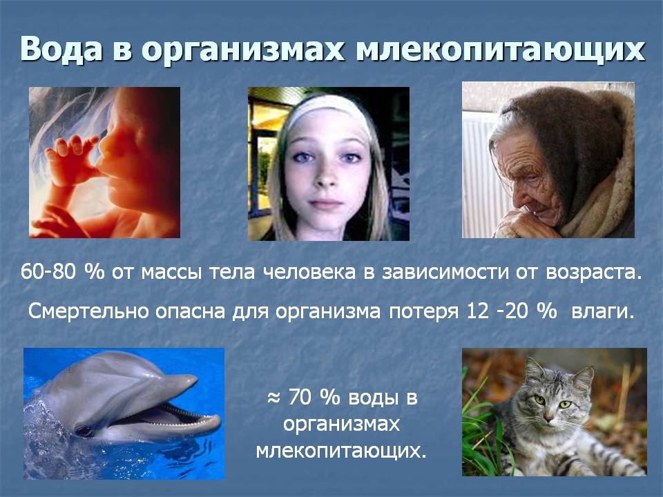 Вода в организмах млекопитающих