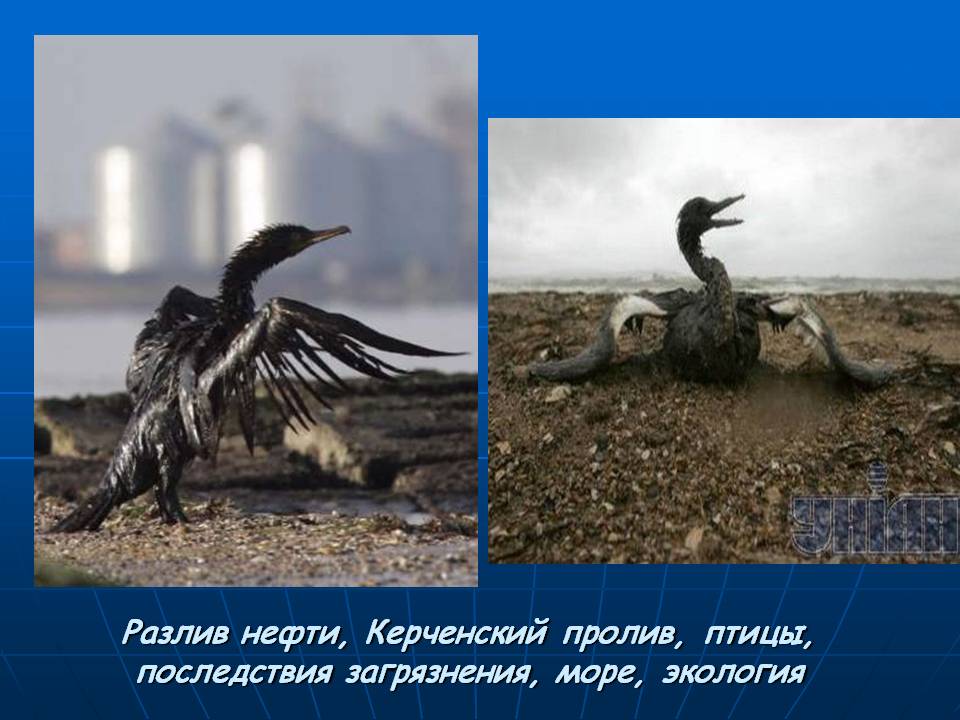Разлив нефти, Керченский пролив, птицы, последствия загрязнения, море,