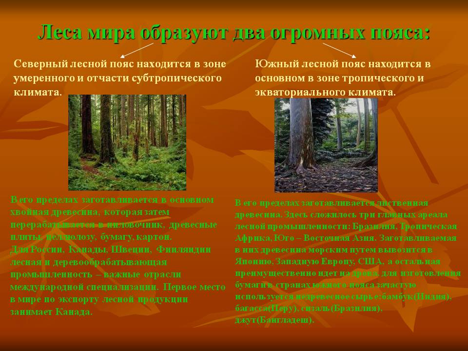 Леса мира образуют два огромных пояса: