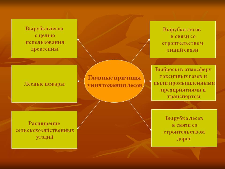 Главные причины уничтожения лесов