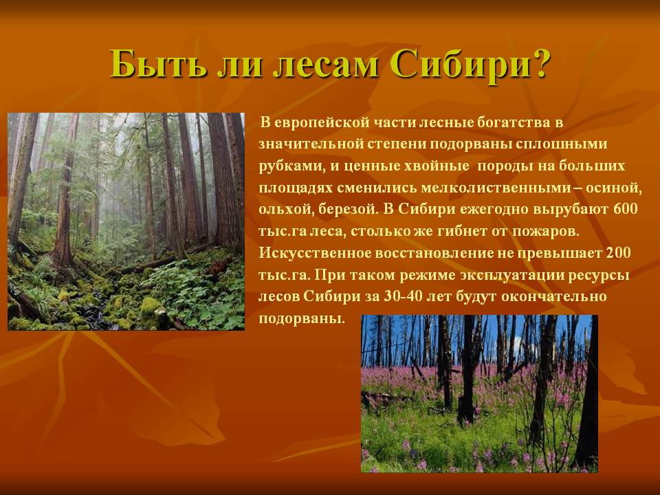 Быть ли лесам Сибири