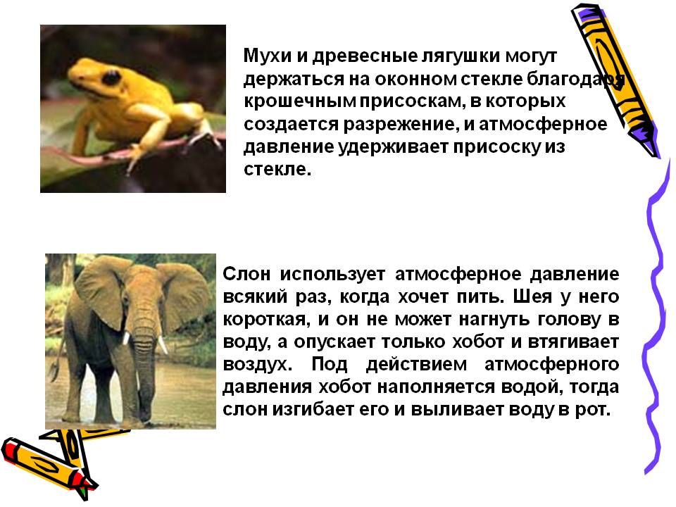 Мухи и древесные лягушки могут держаться на оконном стекле благодаря