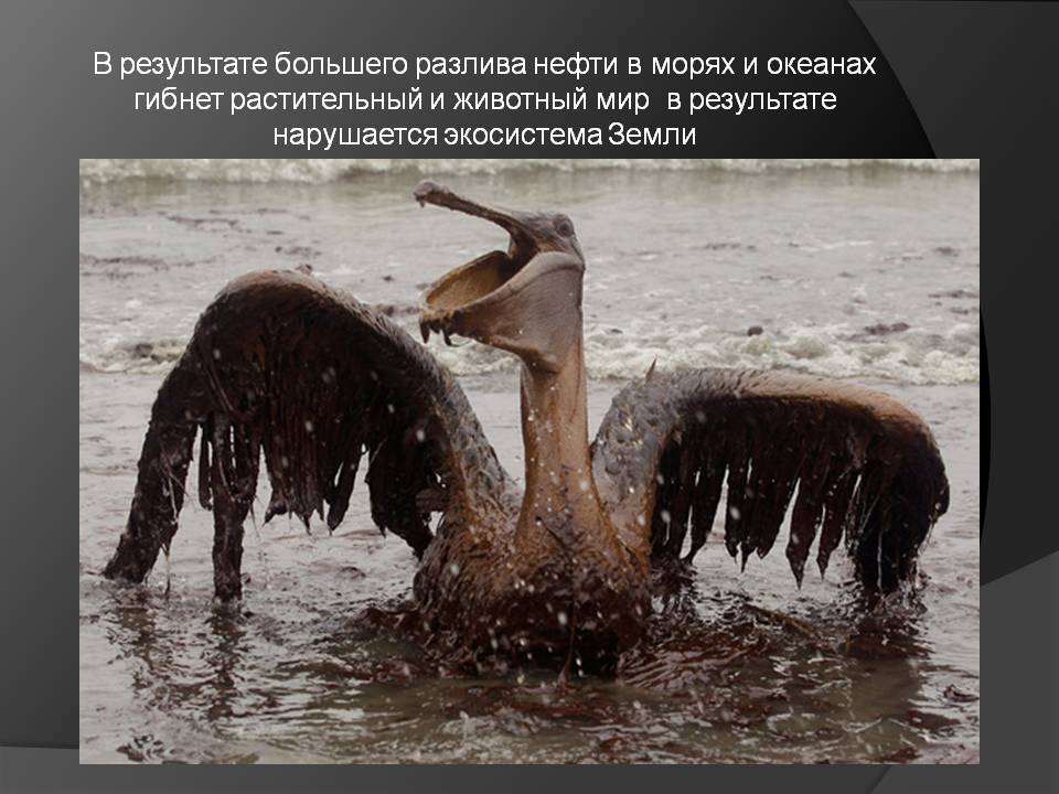 В результате большего разлива нефти в морях и океанах гибнет