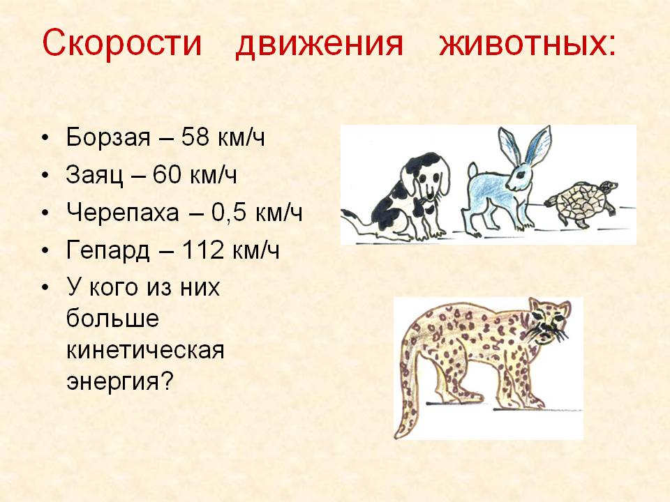 Скорости движения животных