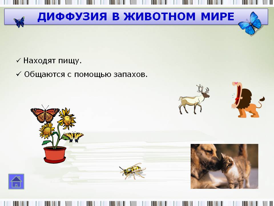 Диффузия в животном мире