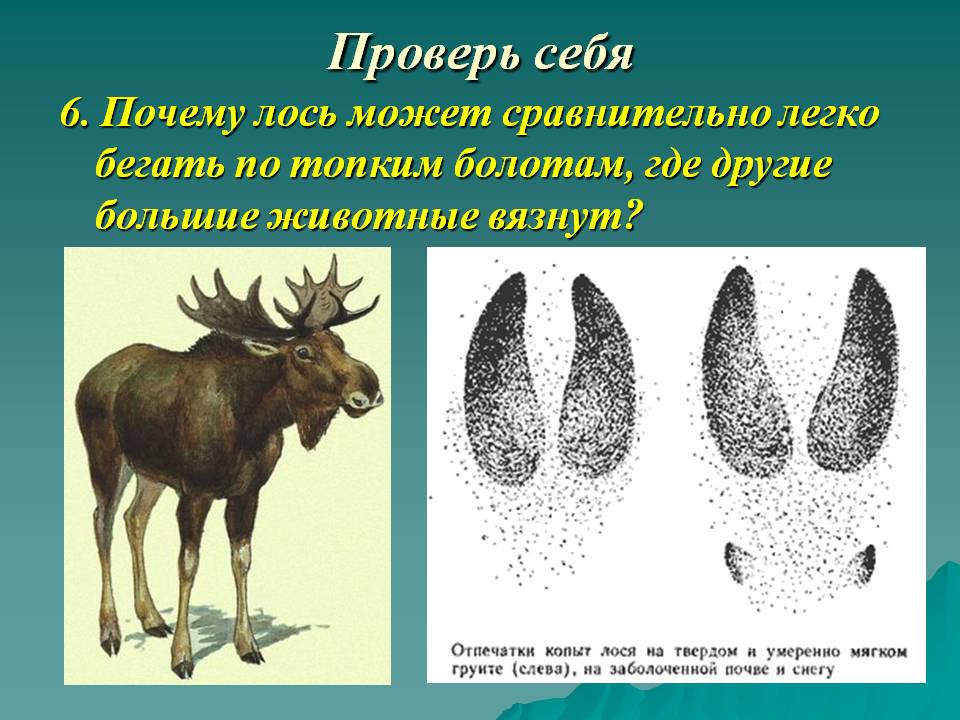 Почему лось может сравнительно легко бегать по топким болотам