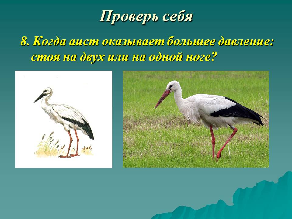 Когда аист оказывает большее давление: стоя на двух или на одной ноге