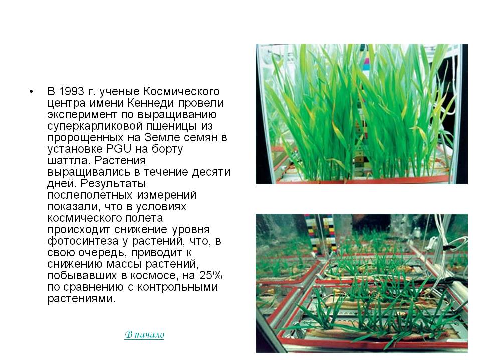 В 1993 г. ученые Космического центра имени Кеннеди провели эксперимент