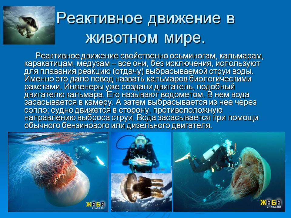 Реактивное движение в животном мире