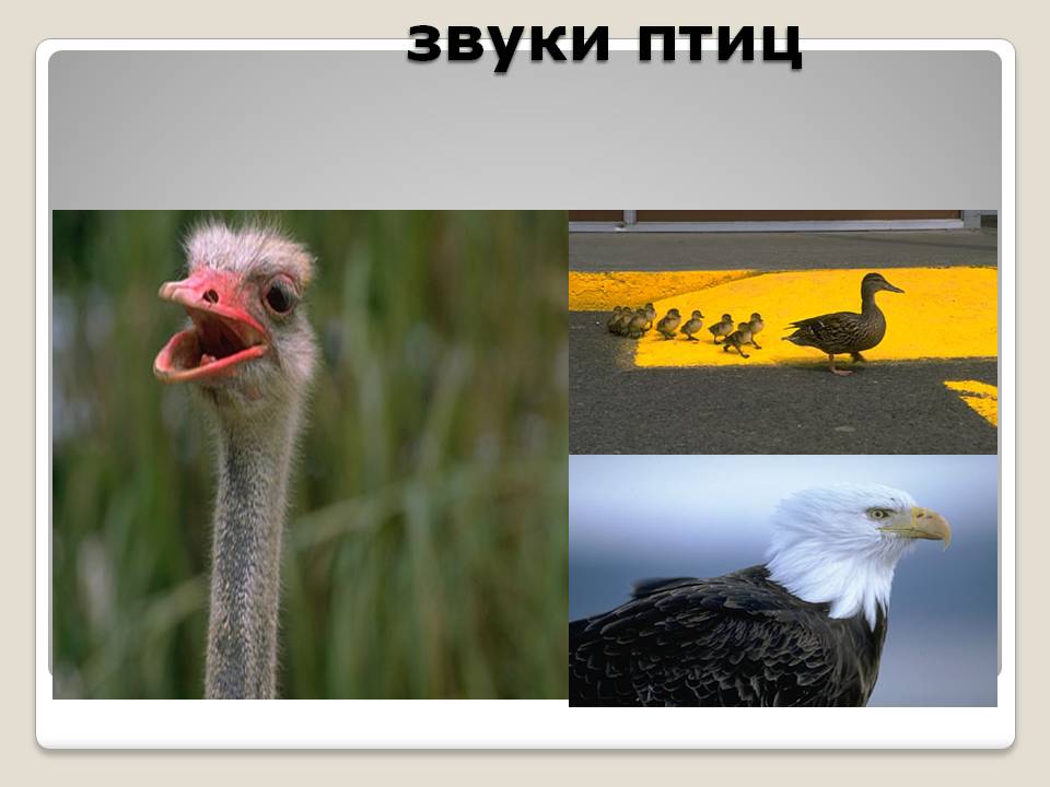 Звуки птиц