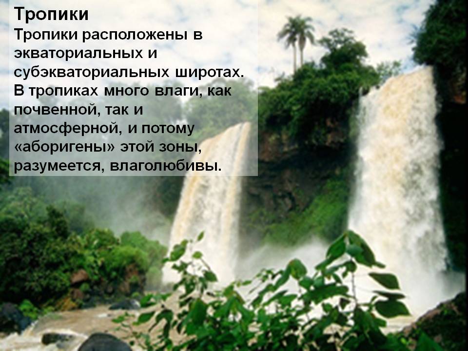 Тропики Тропики расположены в экваториальных и субэкваториальных
