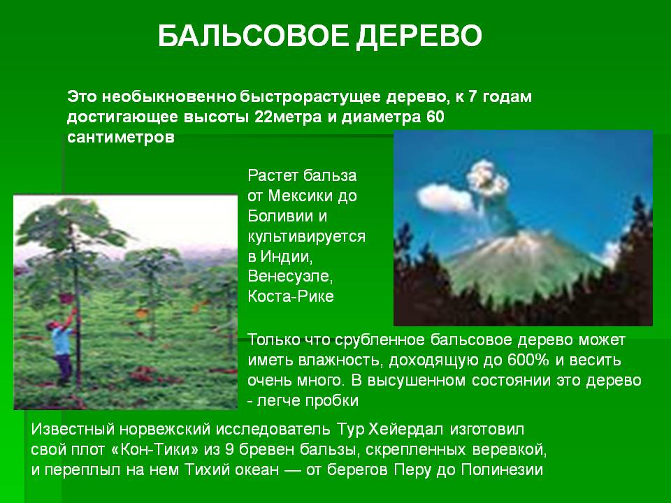 Бальсовое дерево