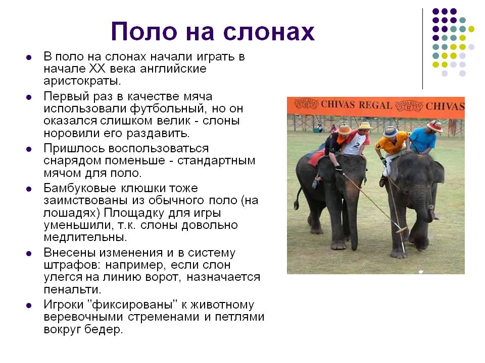 Поло на слонах