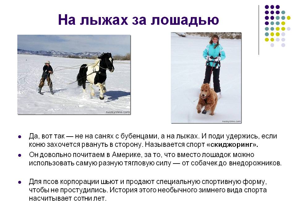 На лыжах за лошадью
