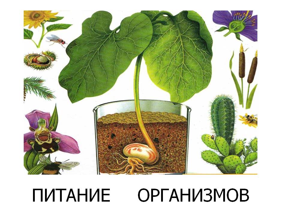 Питание организмов