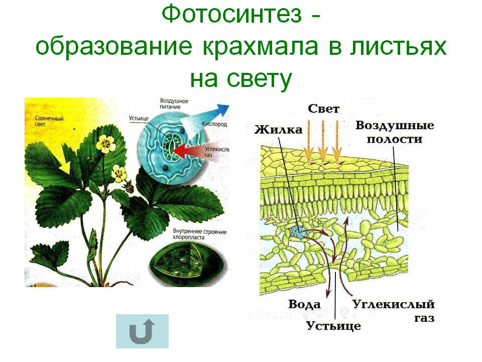 Фотосинтез
