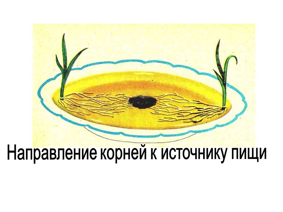 Направление корней
