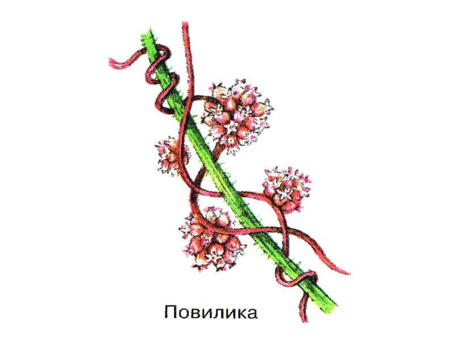 Питание организмов