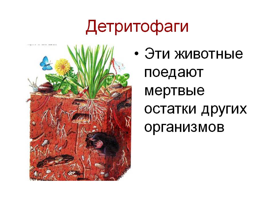 Детритофаги