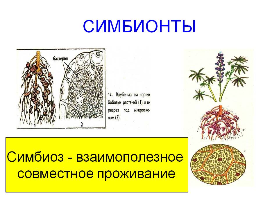 Симбионты