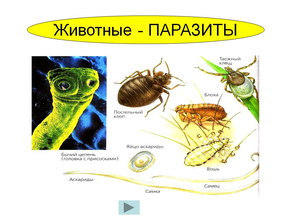 Паразиты