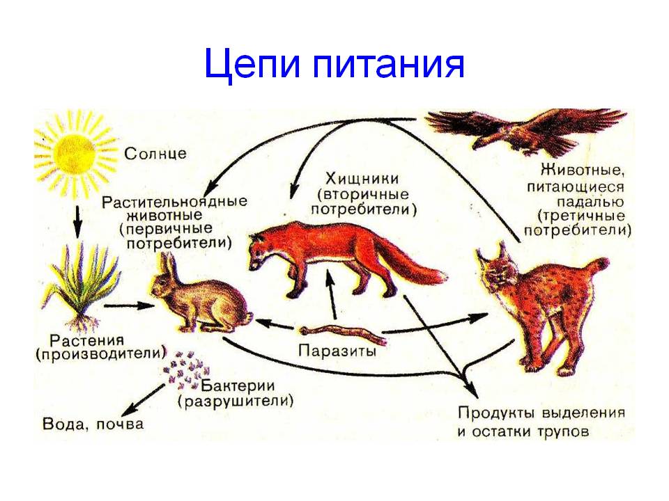 Цепи питания