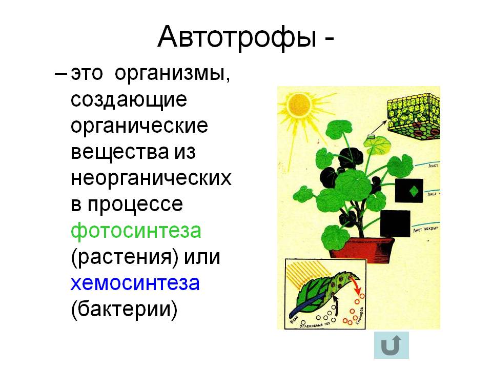 Автотрофы