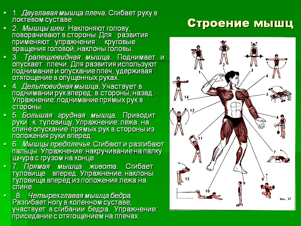 Строение мышц