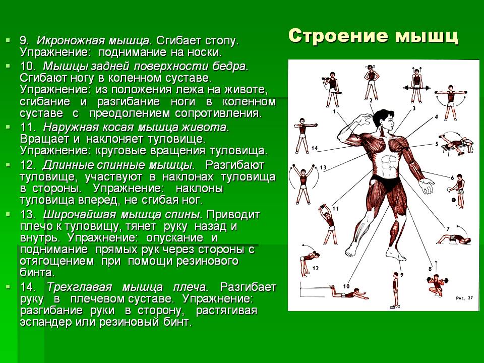 Икроножная мышца