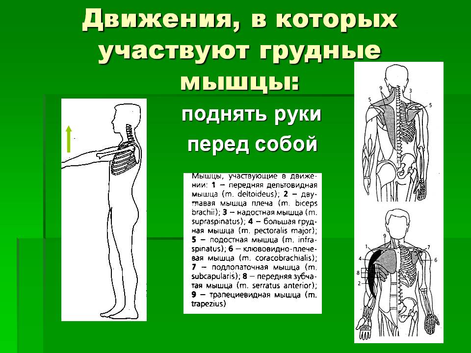 Движения, в которых участвуют грудные мышцы