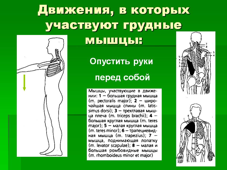Опустить руки перед собой