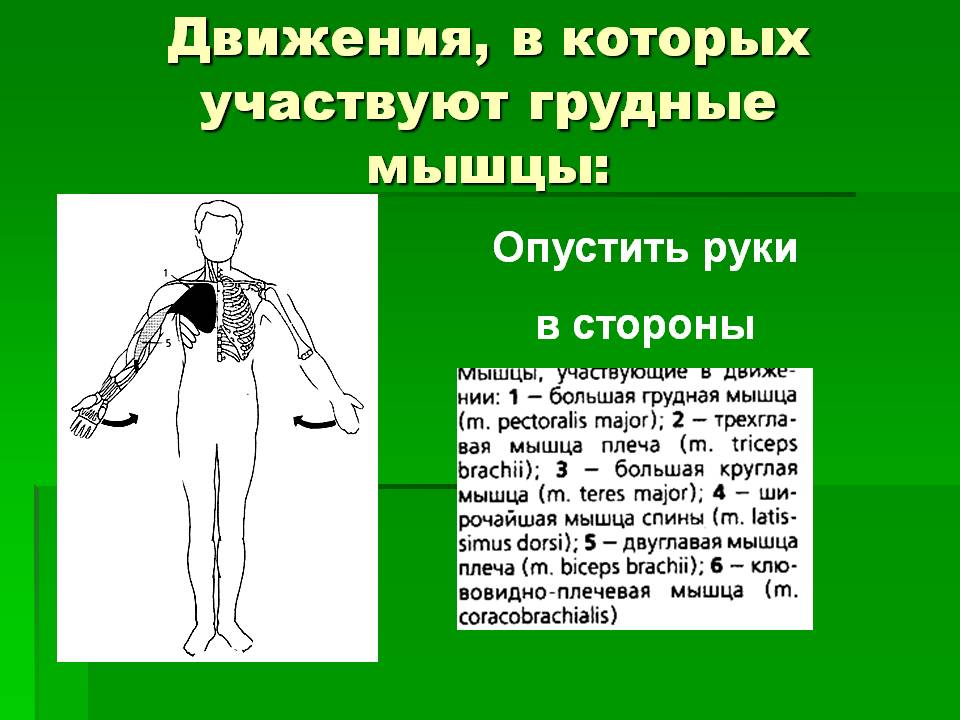 Опустить руки в стороны