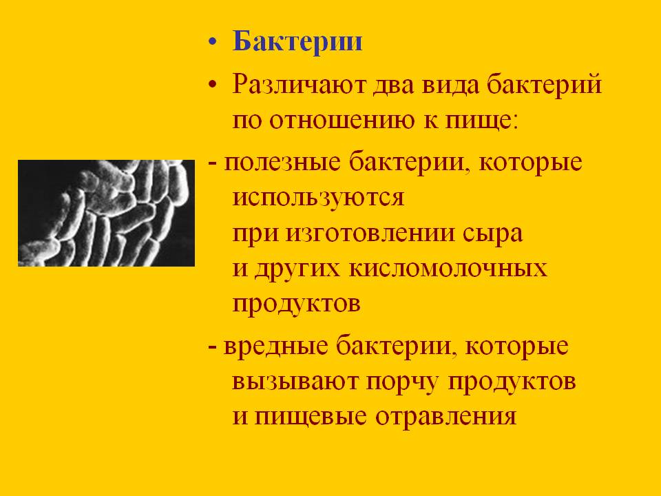 Бактерии