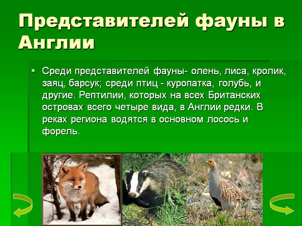 Олень